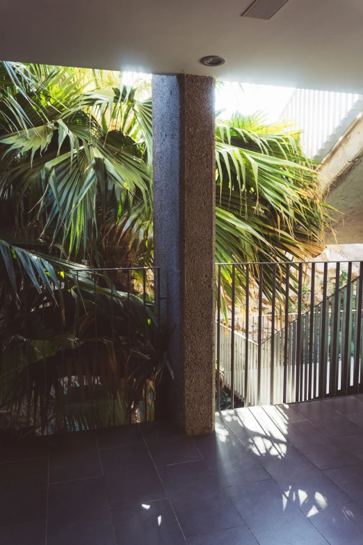 sun shines into a room with dark walls and large green trees