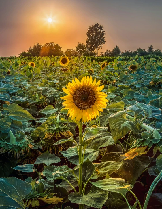 a sunflower stands in the foreground as the setting sun is seen