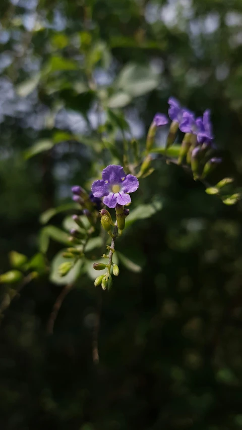 a close up of purple flowers in front of trees