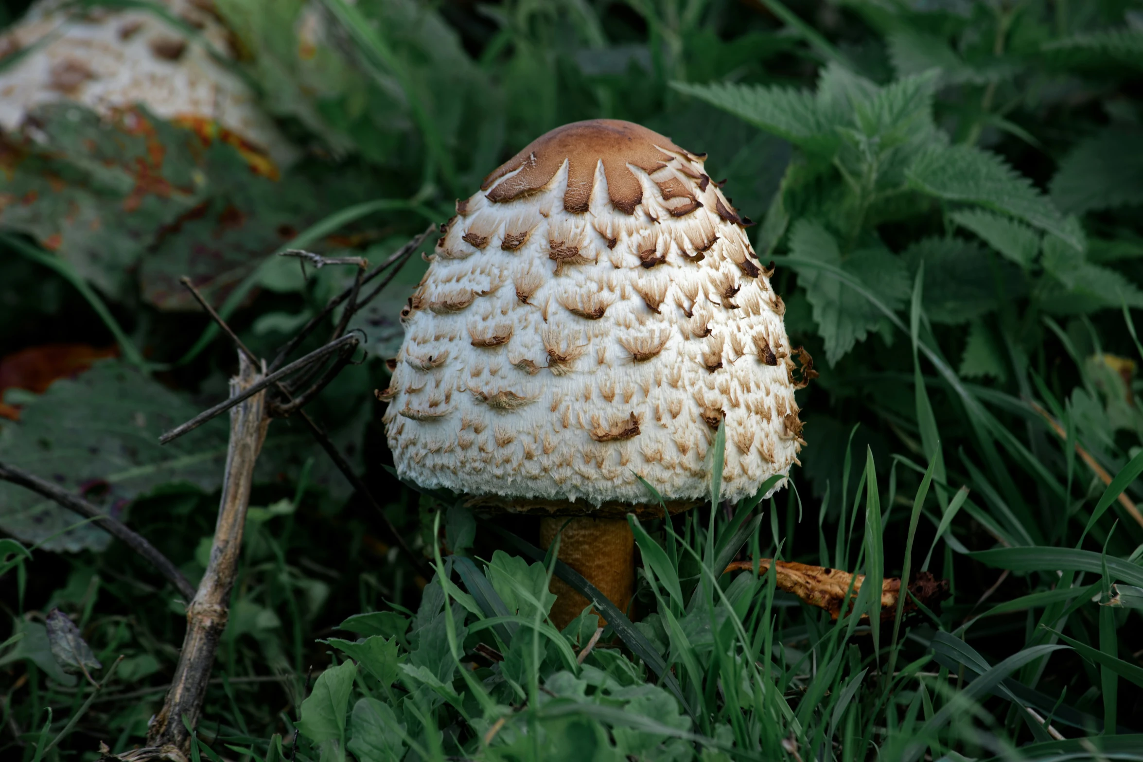 the tiny white mushroom has brown spots