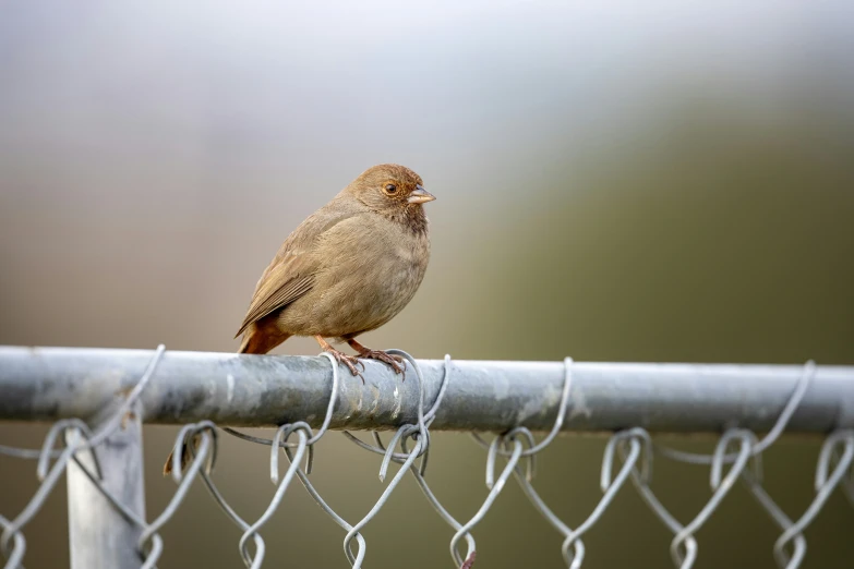 bird sitting on a fence near a chain link fence