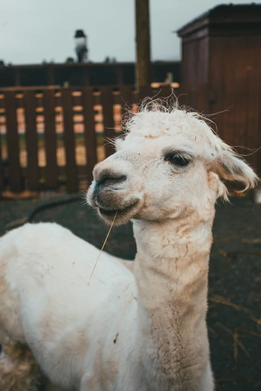 a sheep with a small grassy stick in its mouth