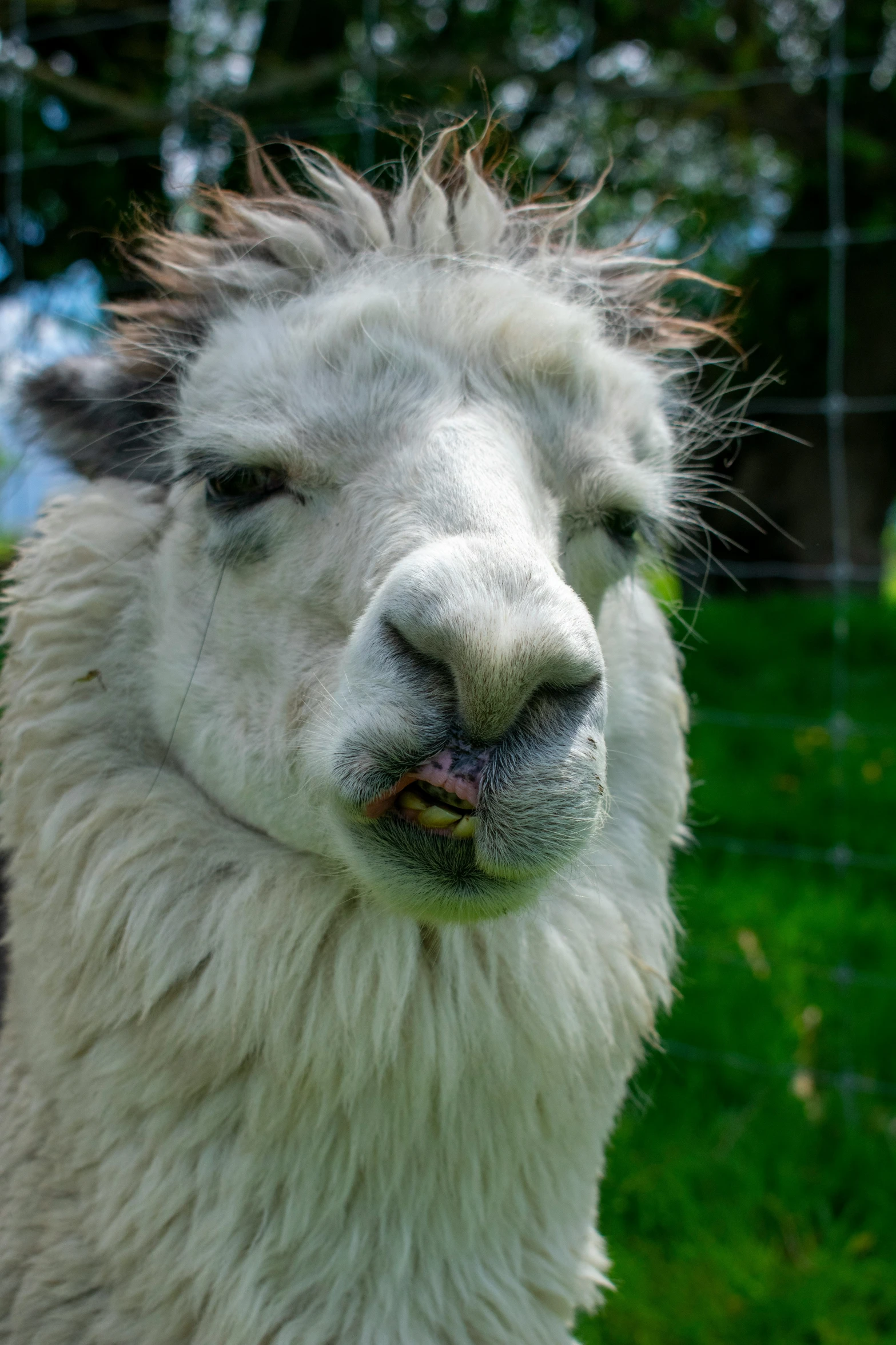 there is a white llama in a grassy field