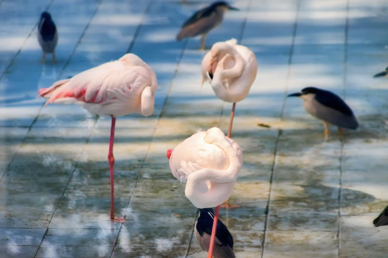 several flamingos standing on the ground in a pool