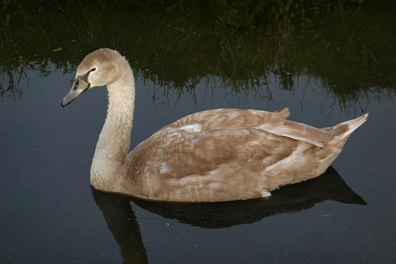 the little duck is swimming in the lake