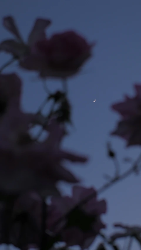 a flower filled with purple flowers and a small white bird in the sky