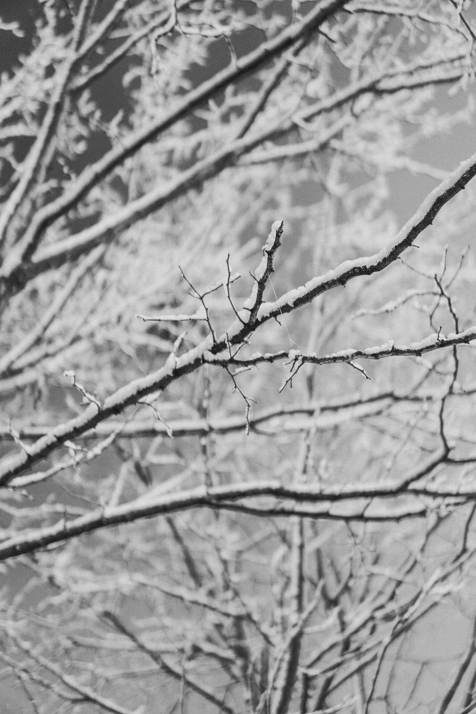winter nches on a cloudy day with no leaves