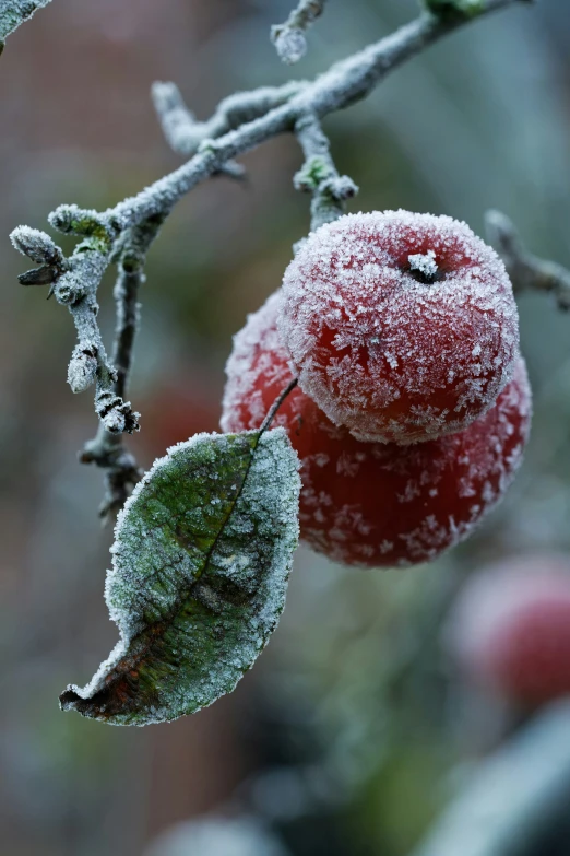 the apples are covered in ice and have leaves on them