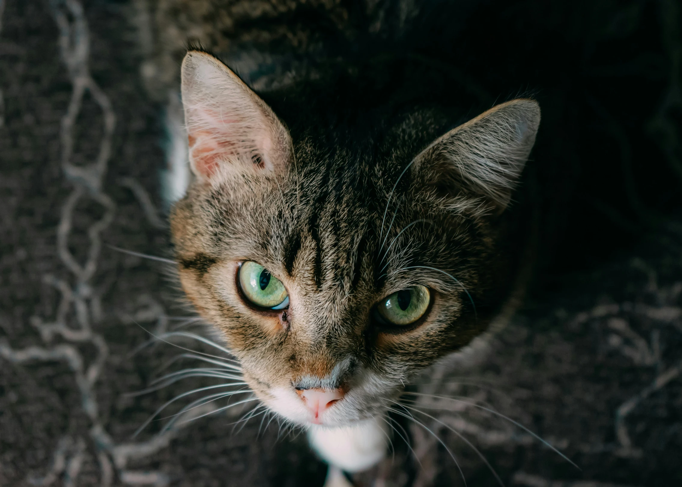 a cat sits on the carpet looking into the camera