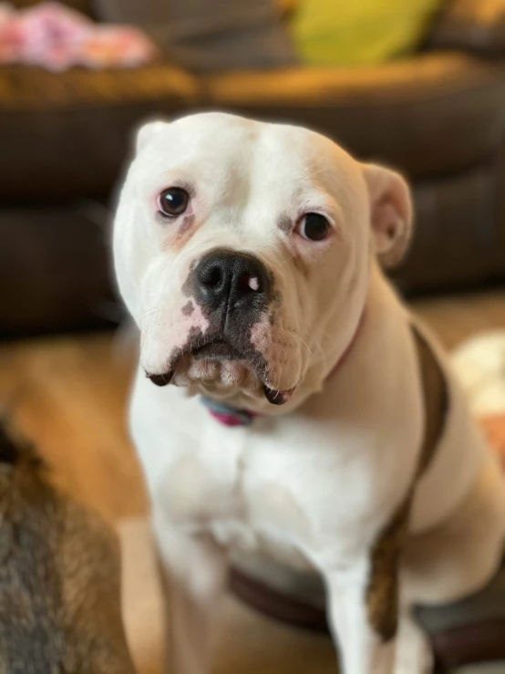 a close up of a dog sitting on a floor with a sofa behind it