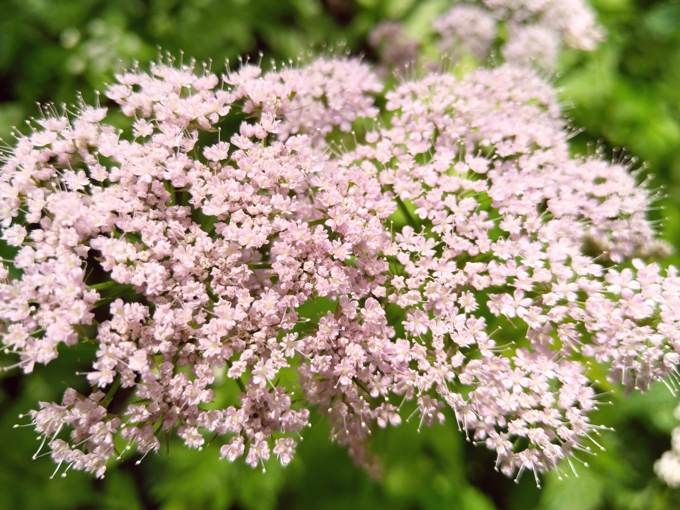 pink flowers are sprouting from the center of each flower