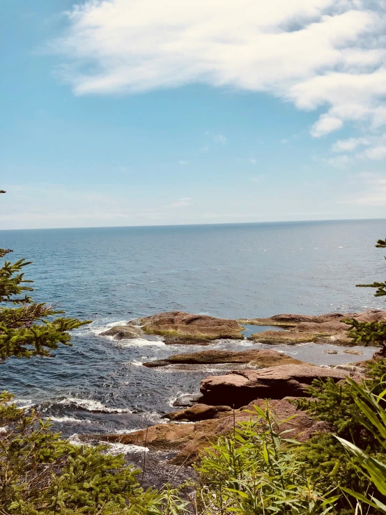 some plants on some rocks on the water