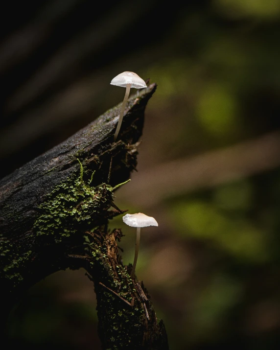 some white mushrooms in a mossy plant