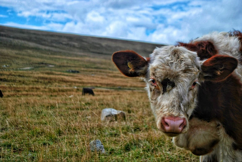 a cow is standing in the grass with his tongue out