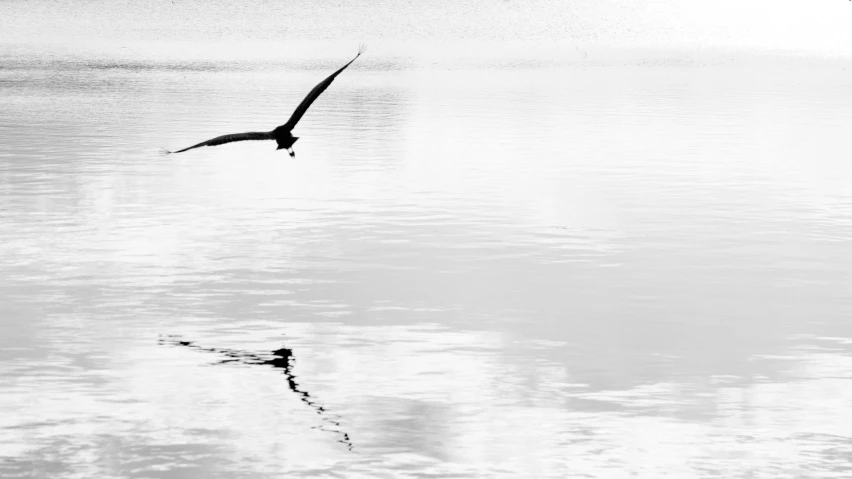 a black and white po of a bird flying over the water