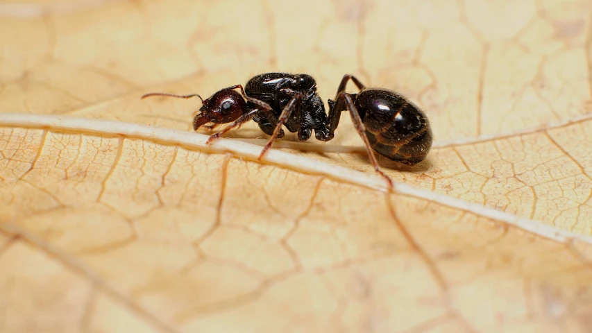 two ant ants standing on a yellow leaf