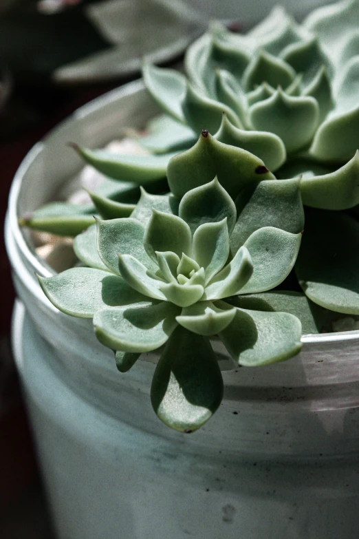 a small succulent of some sort in a pot