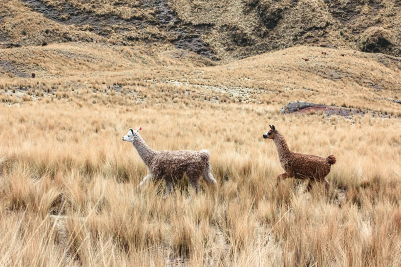 two lamas walking through tall brown grass in a field