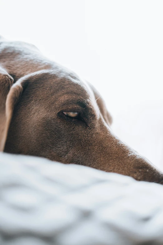 a brown dog laying on top of a bed next to pillows