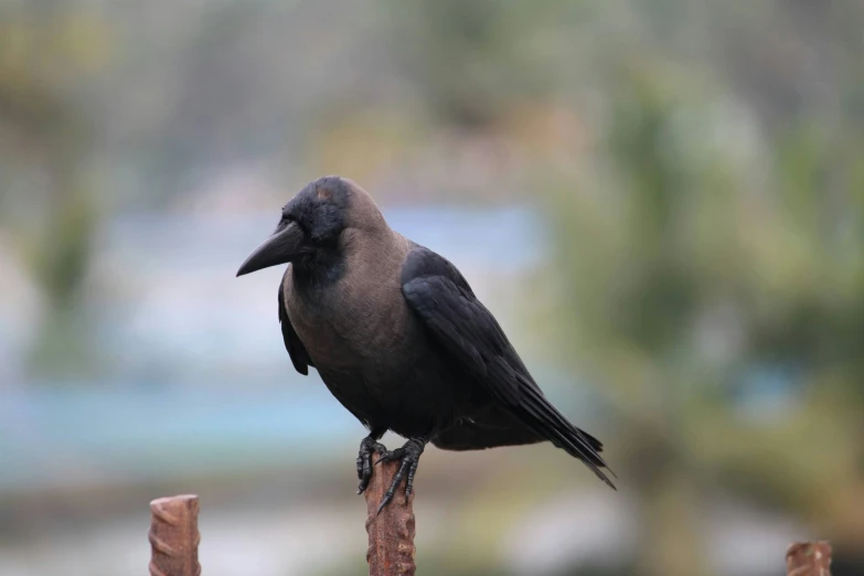 a small black bird sits on a fence post