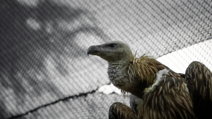 a close up of a bird with it's head on its arm