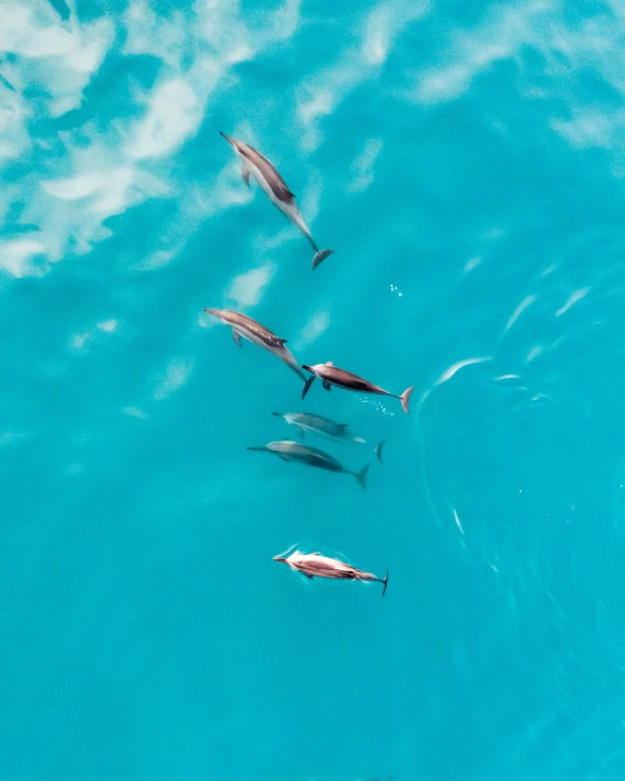 a group of fish are swimming in the water