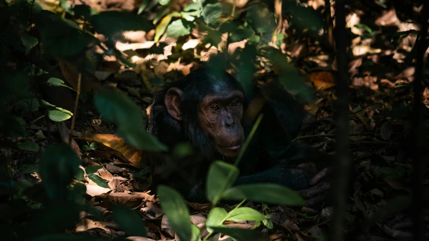 a monkey sits in the midst of leaves