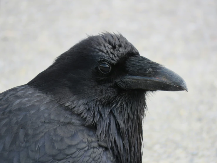 a black bird with a thick beak sitting on the ground