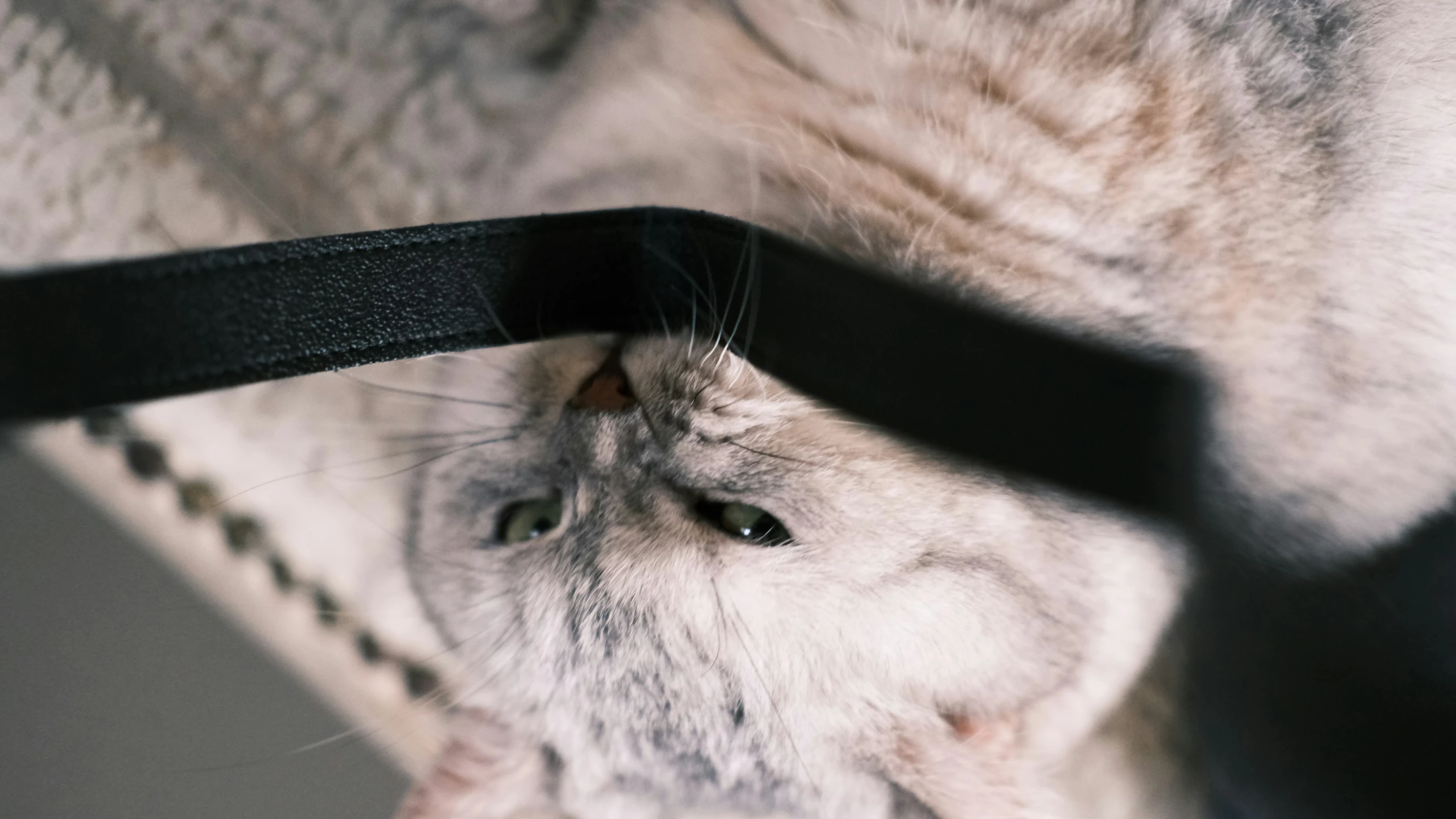 a cat with long hair has its head inside the collar of a piece of leather