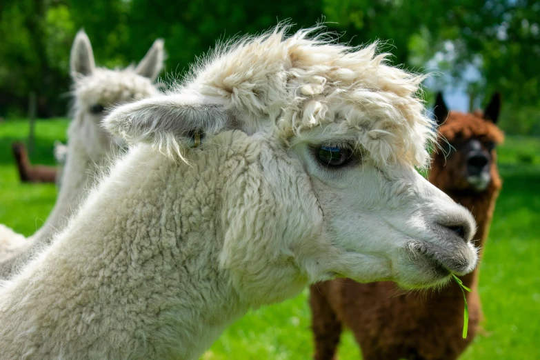 some very cute white sheep with hair in it's fur