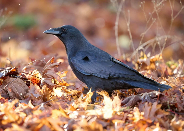 a dark bird sitting in a pile of leaves