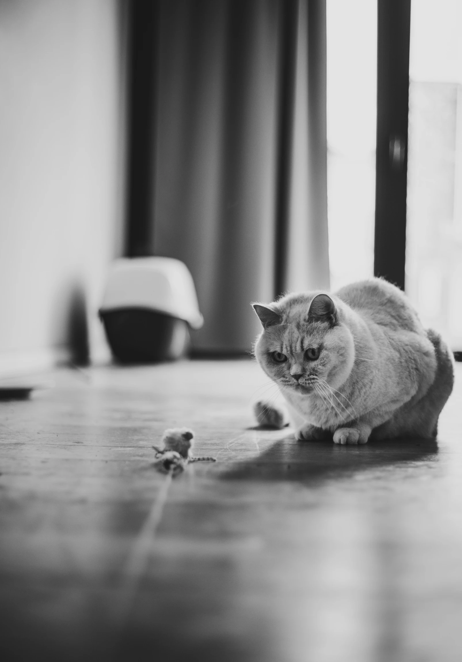 a cat standing on the floor and looking at a mouse