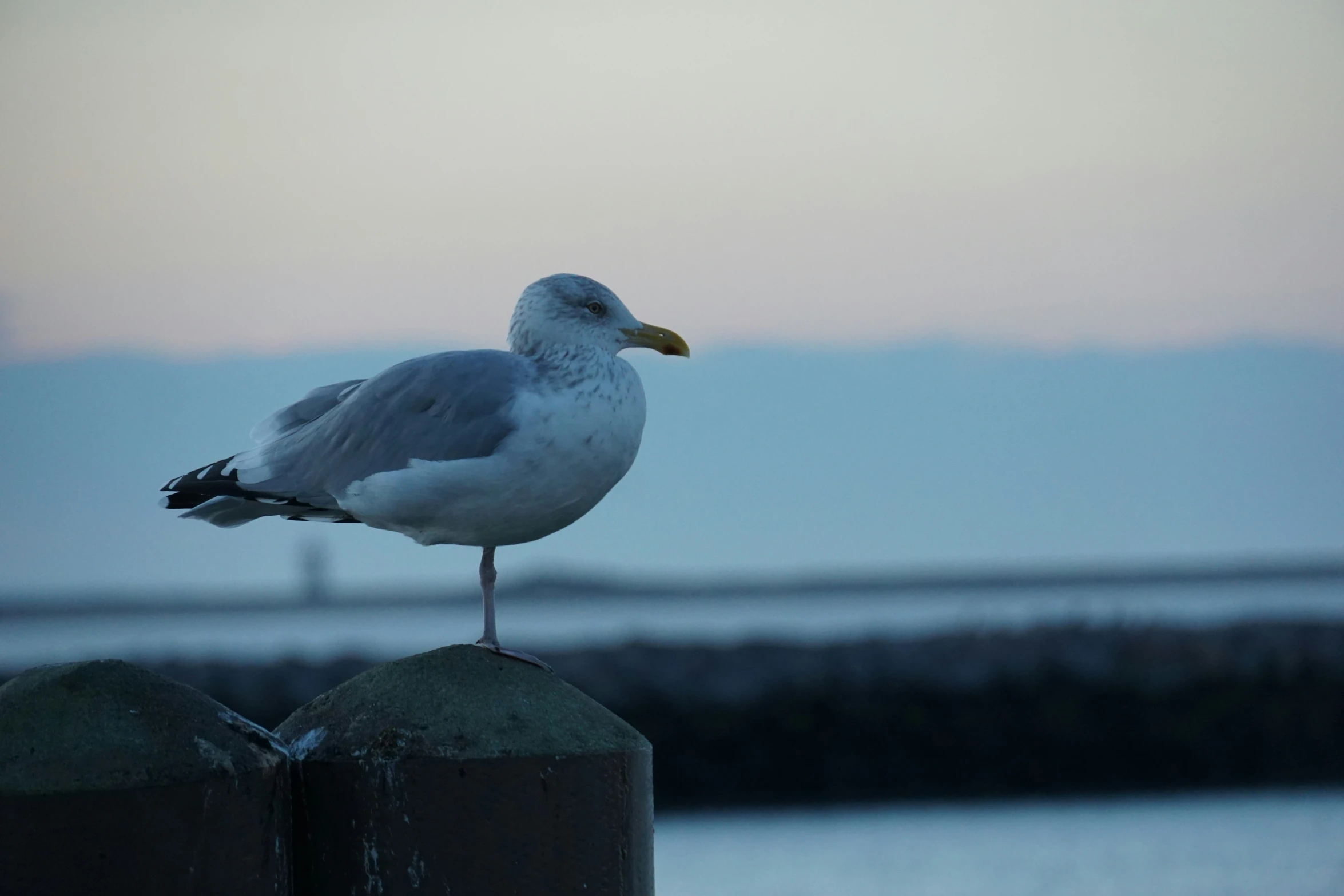 a seagull perched on a fence post with the ocean in the background