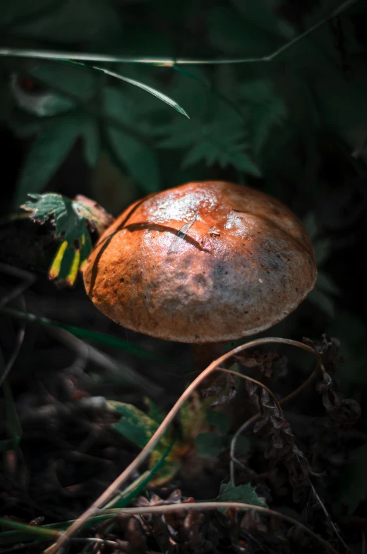 a mushroom on the ground with other green plants