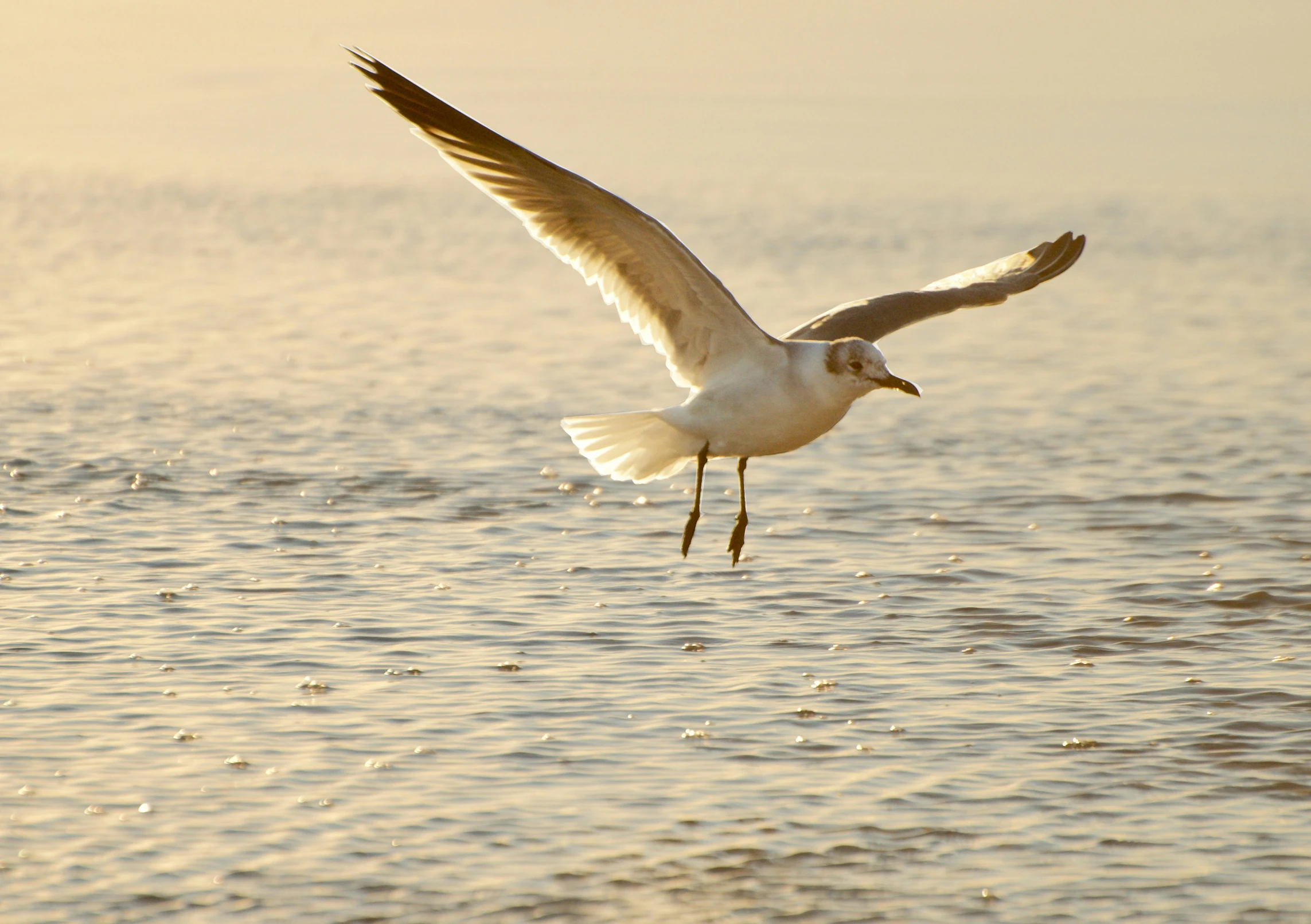 a bird that is flying low over some water