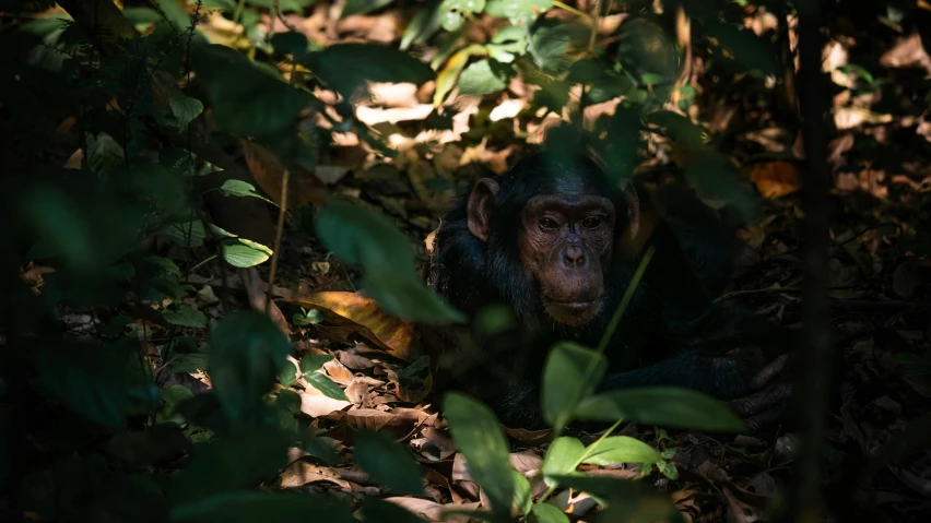 a monkey sits among the leaves and nches of trees