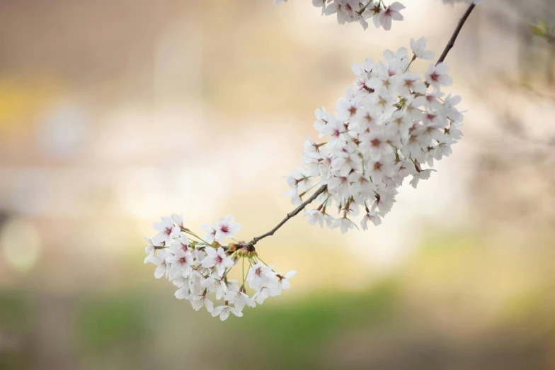 white flowers blooming in an open field