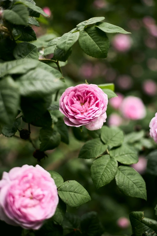 a group of pink flowers sitting on top of green leaves