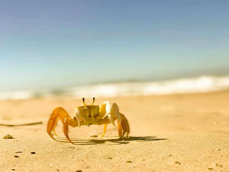 a small crab walking on sand at the beach