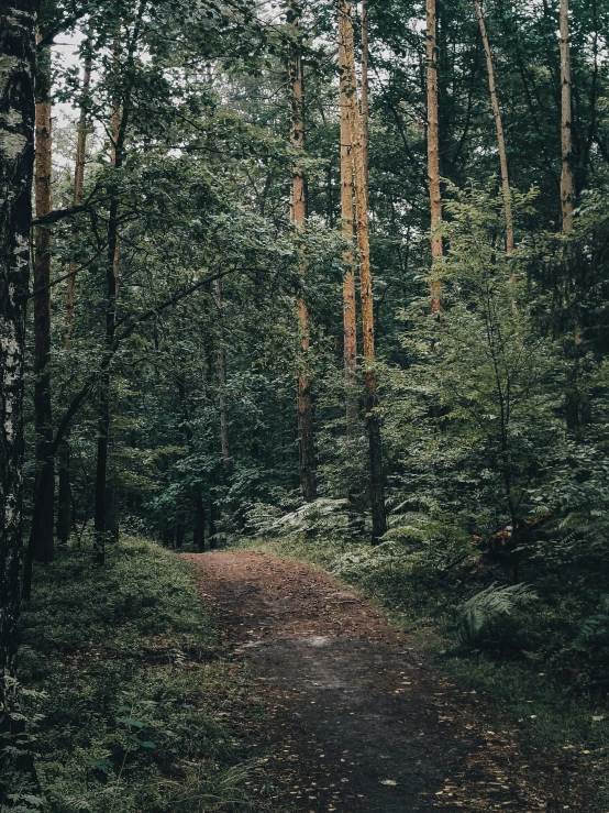 the road in the forest is empty with trees