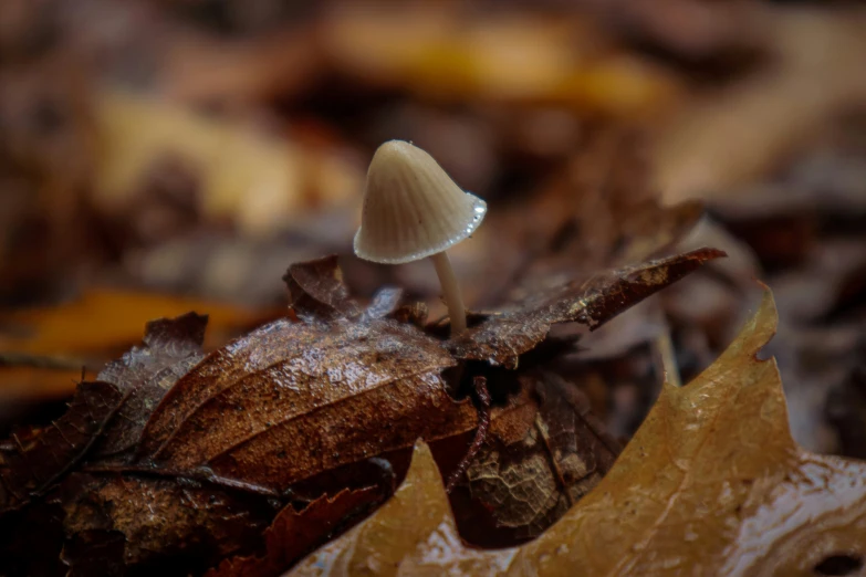 a mushroom on the ground surrounded by leaves