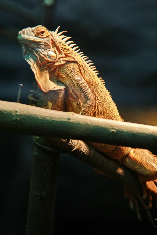 a lizard is sitting on a perch outdoors
