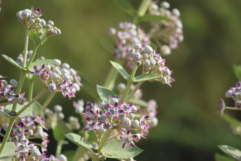 a bush with some tiny pink flowers on it