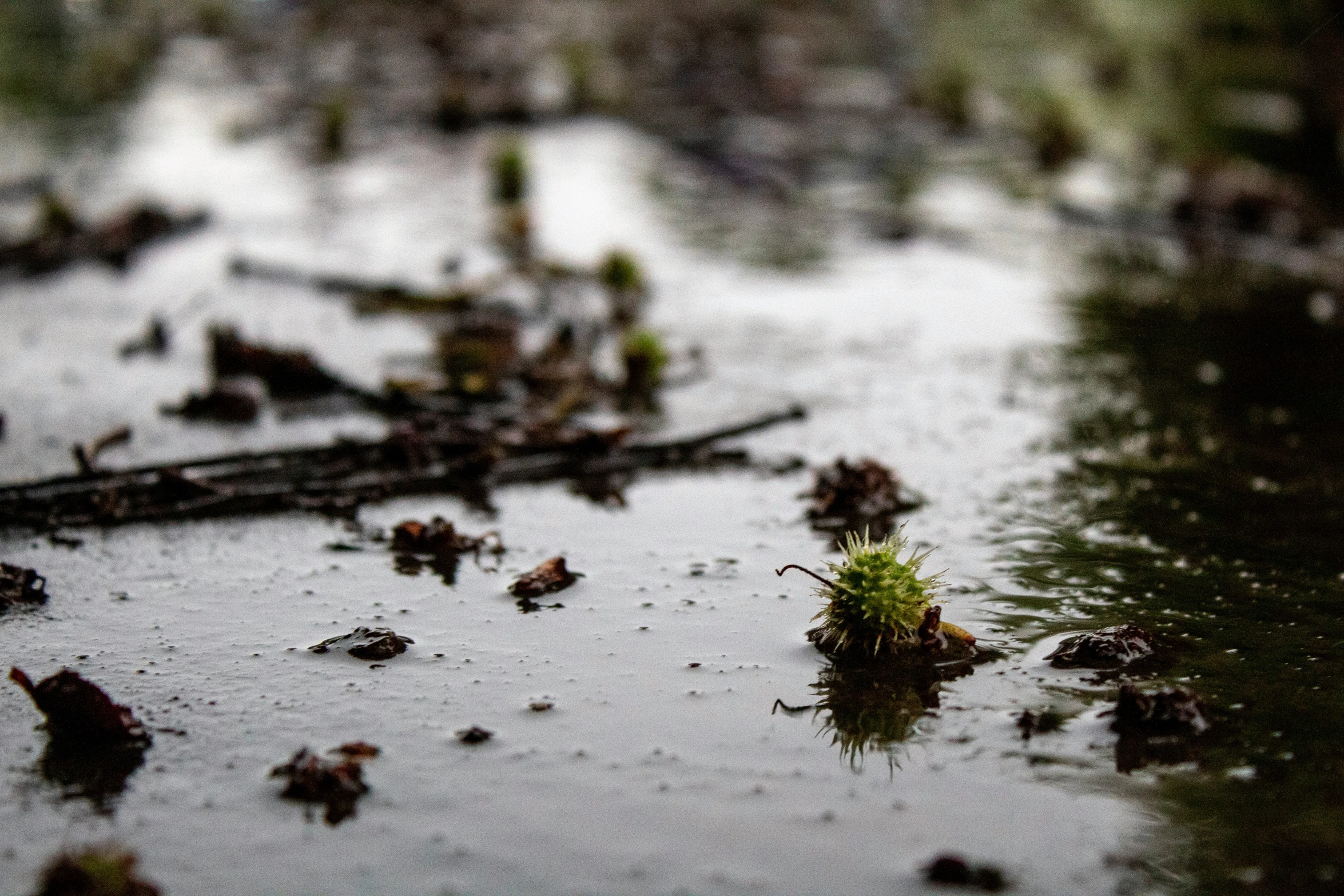 close up view of water and debris on ground