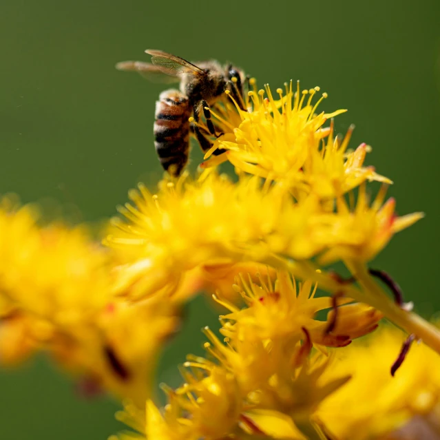 a bee on yellow flowers with lots of pollen