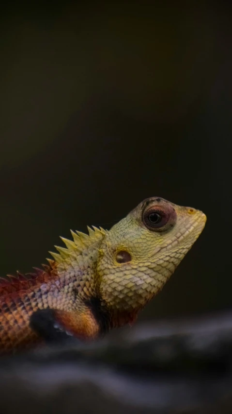 a lizard has its head tilted back and it's body showing