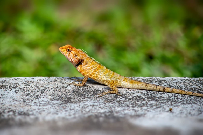 an orange and white lizard sitting on a concrete surface