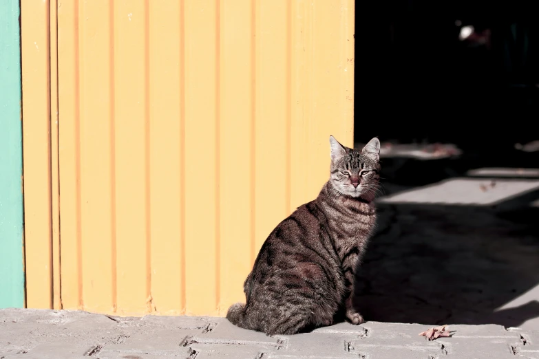 a black brown and white cat and a yellow building