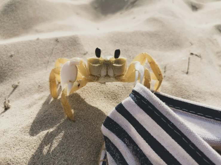 a yellow crab with two black eyes sitting on a beach towel