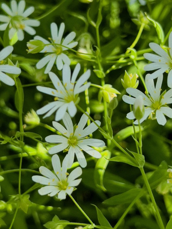 a close up view of white flowers on green plants